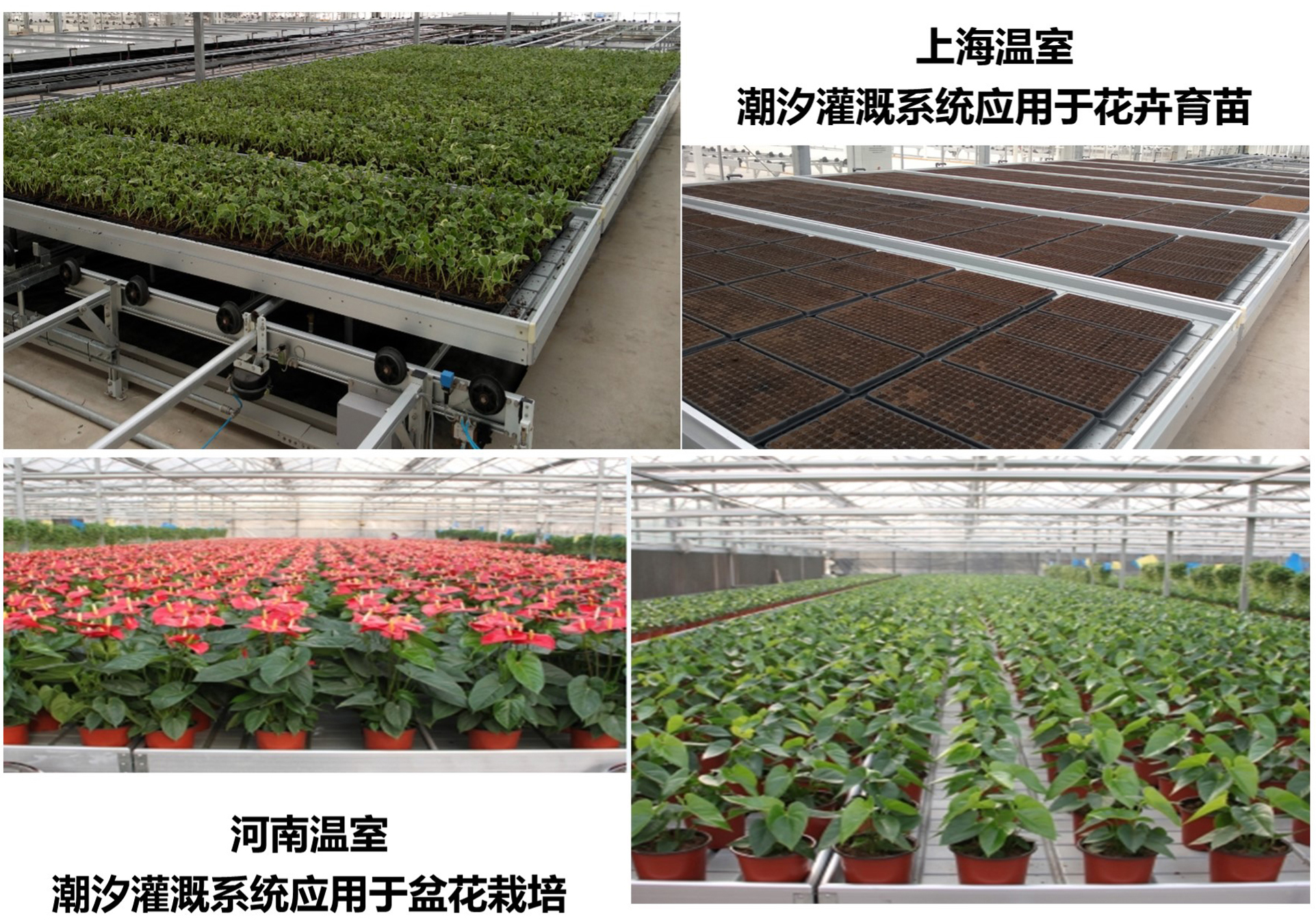关注华农丨碧绿凯工厂化催芽室和潮汐灌溉系统入选“蔬菜集约化育苗技术优秀成果”